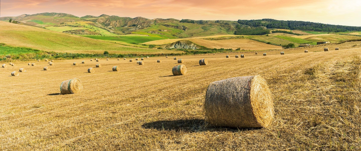 Central Land Management Services