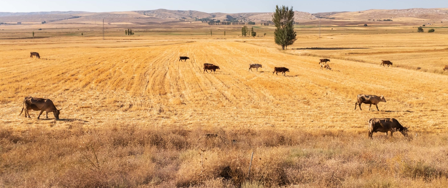 Central Land Management Services